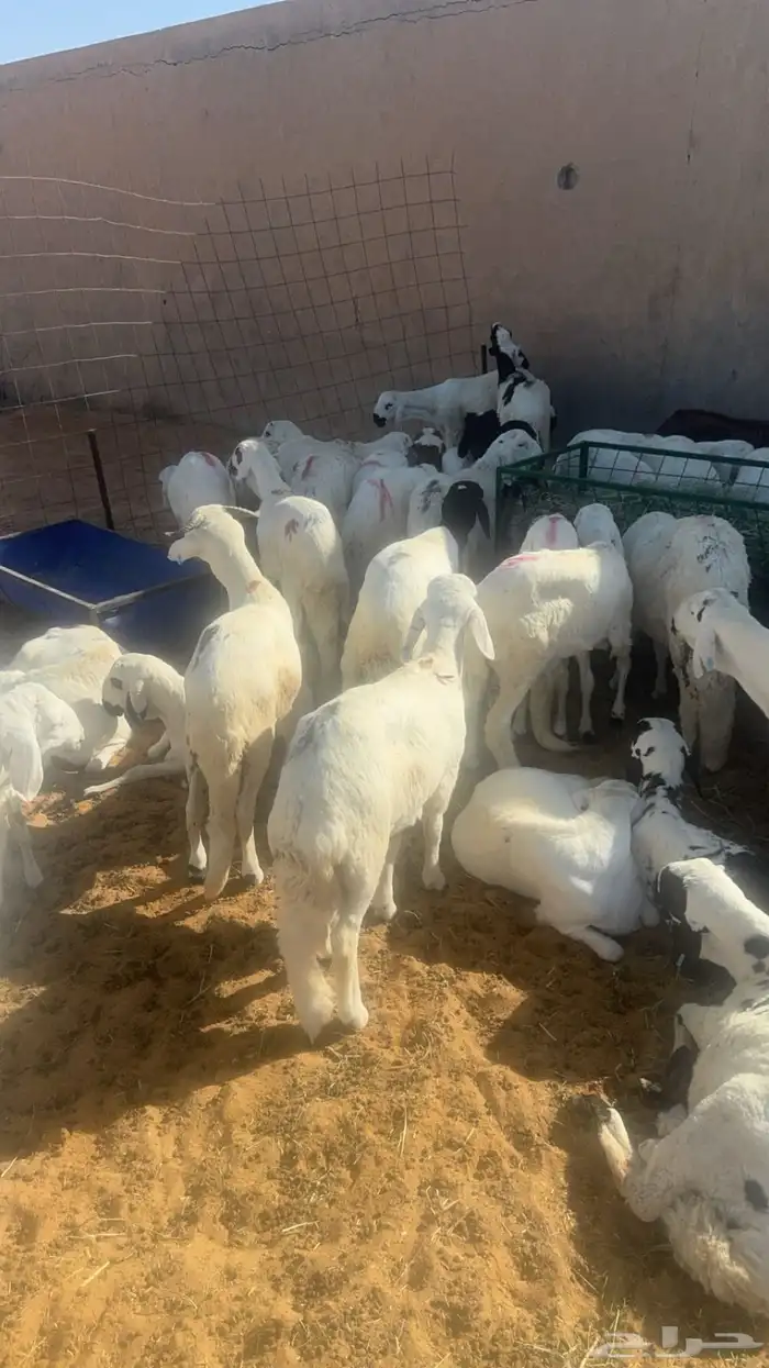 غنم سواكن مرابي اكثر من شهرين 2