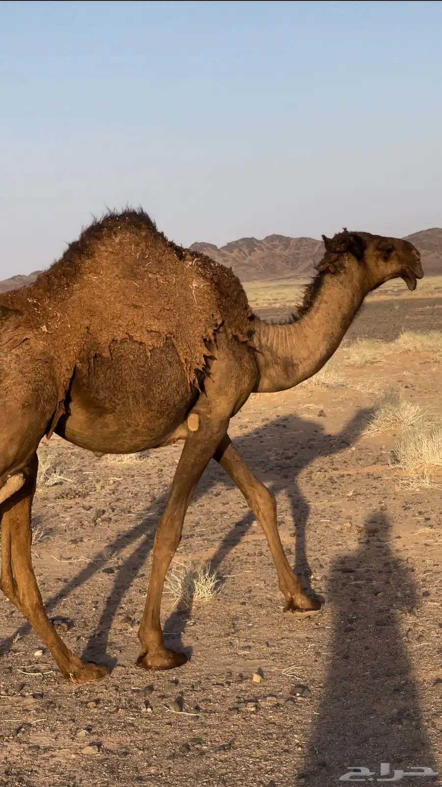 البيع بكار وحاشي 0