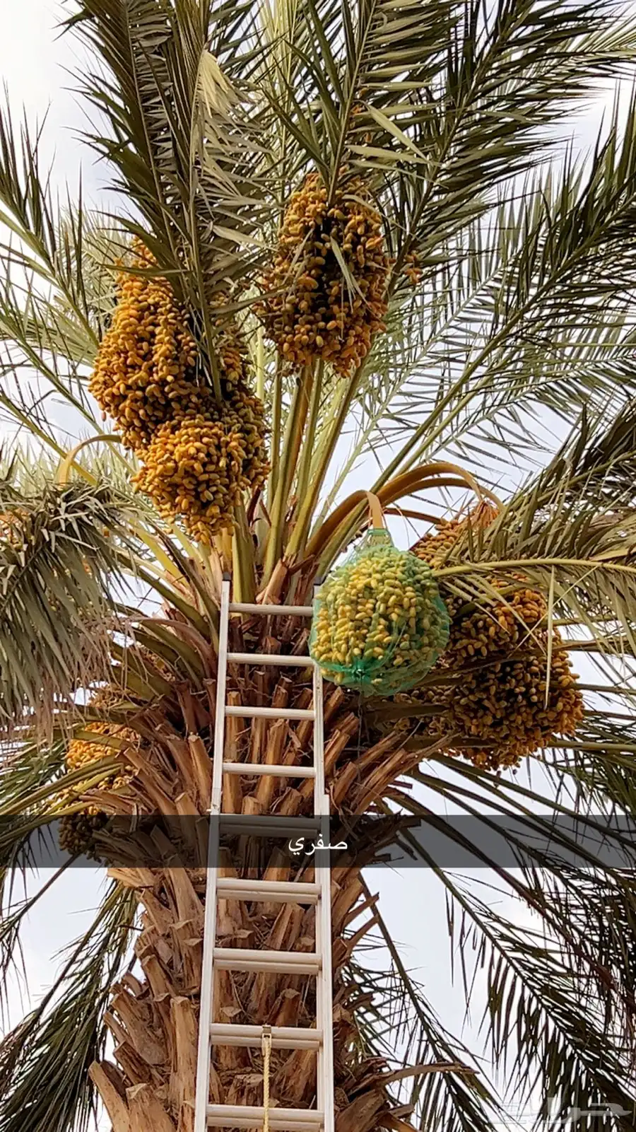 للبيع ثمار نخل في السليل التابع لوادي بن هشبل 2