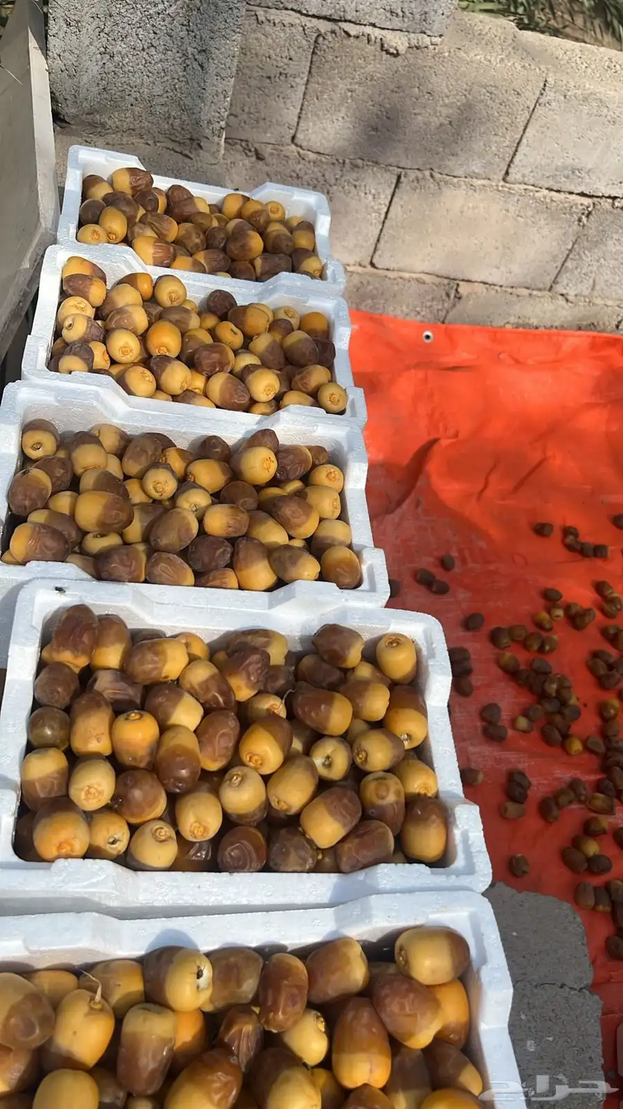 تمر ( روثانة وربيعه وحلوه وعجوه 0