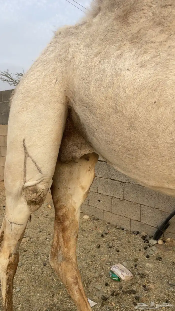 ناقة لقحة منتج ( تم البيع ) 3