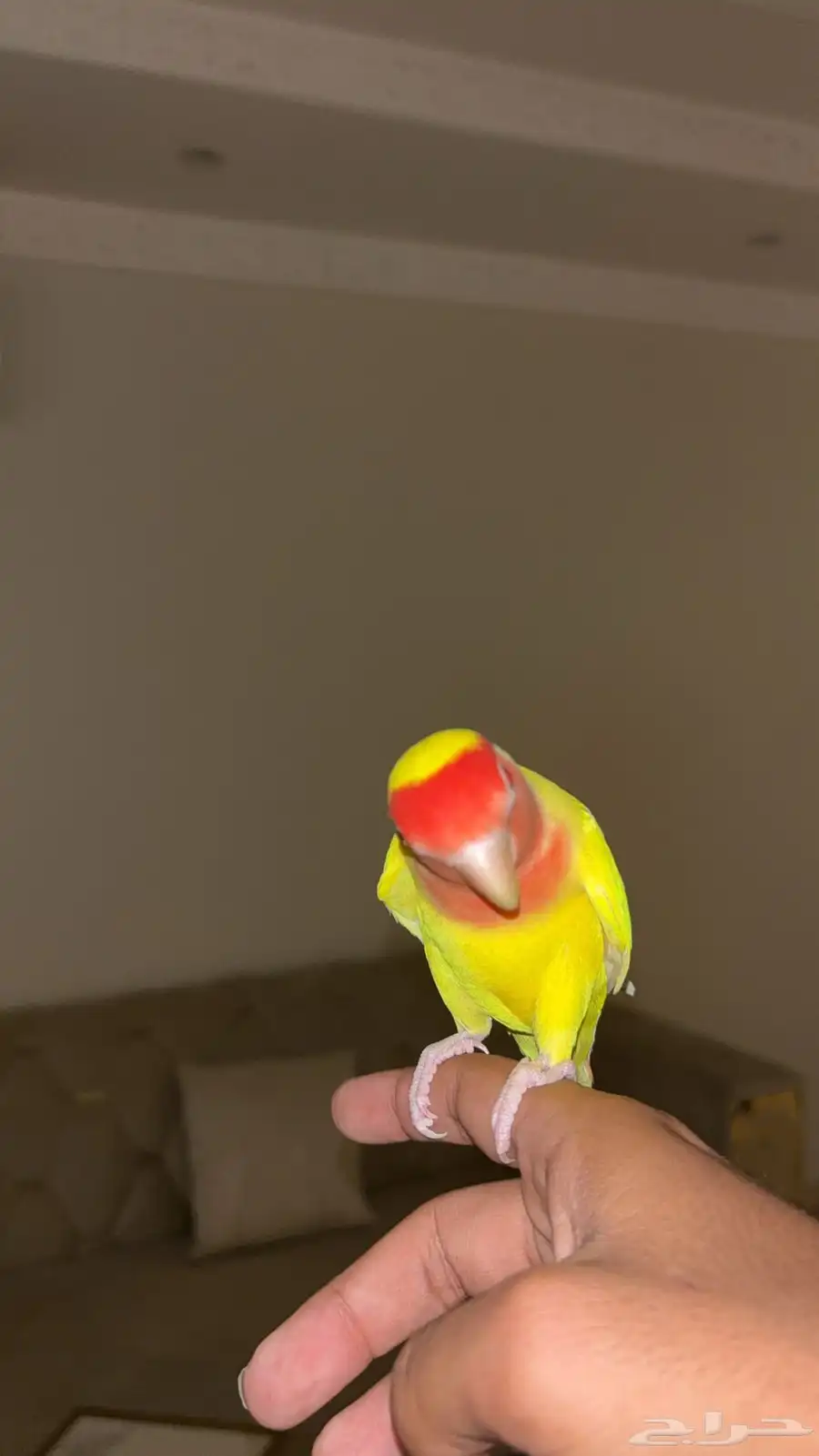 ببغا روز للبيع اليف ونشبه 0