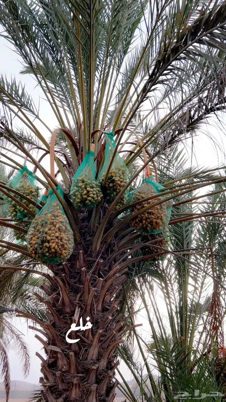 للبيع ثمار نخل في السليل التابع لوادي بن هشبل 4
