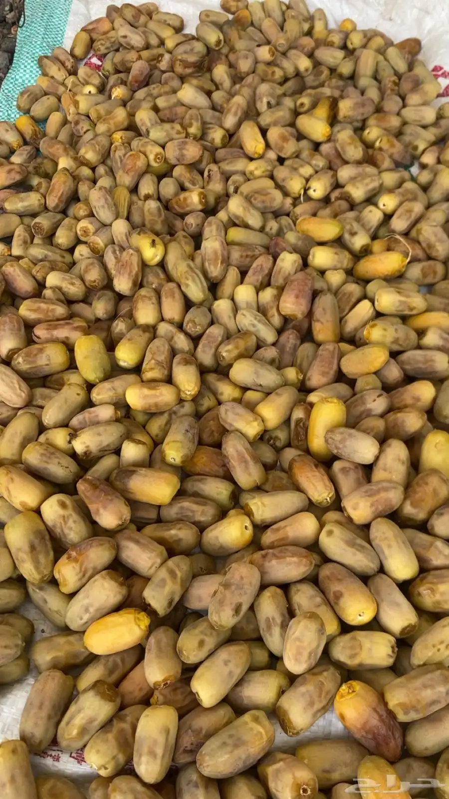 للبيع محصول مزرعه تمر متلبن 3