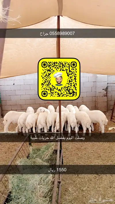 طليان حرية برية للمناسبات 0