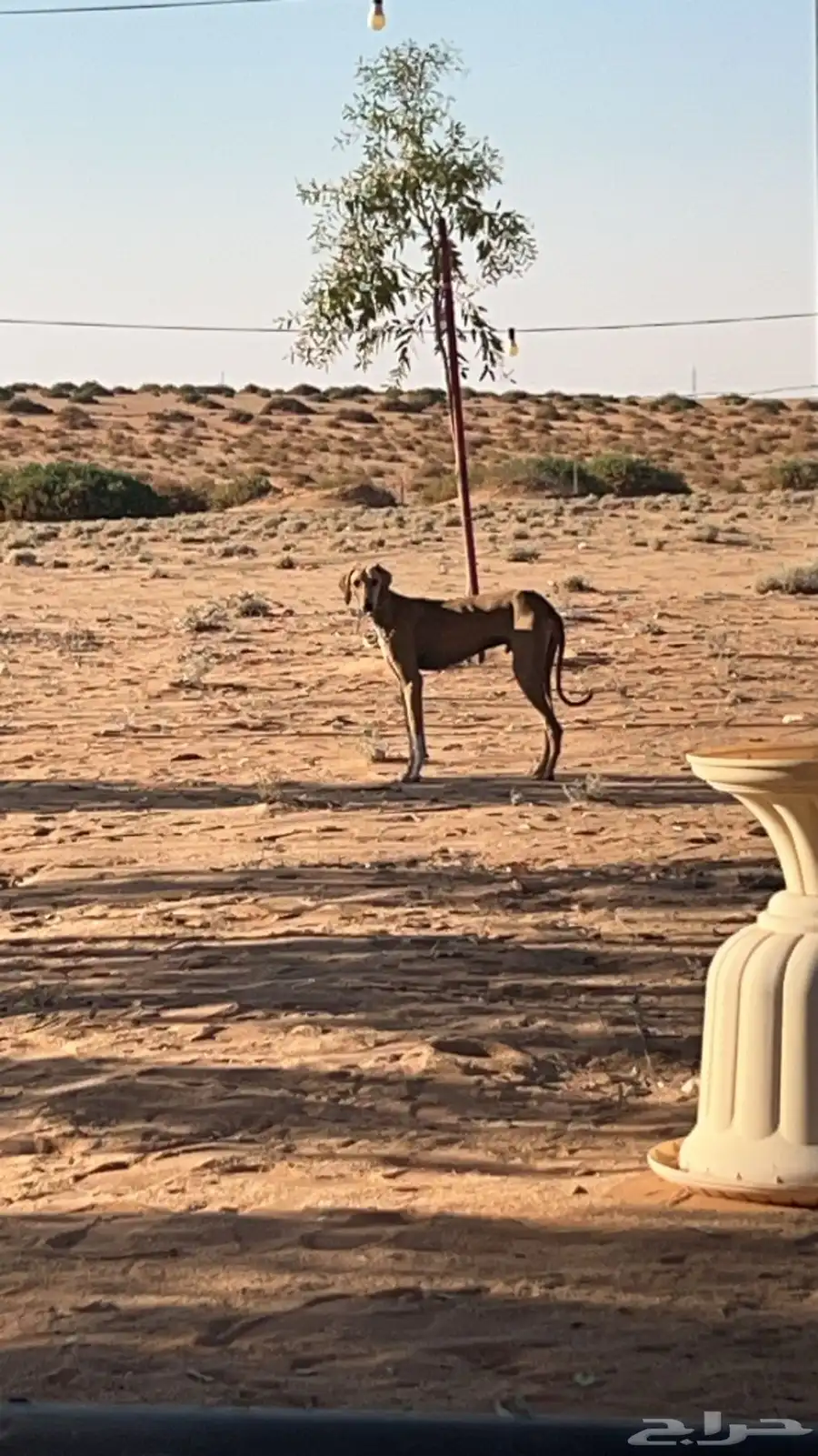 مطلللوب سلق 0