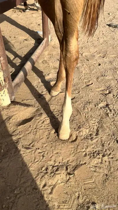 مهر شعبي كفو 1