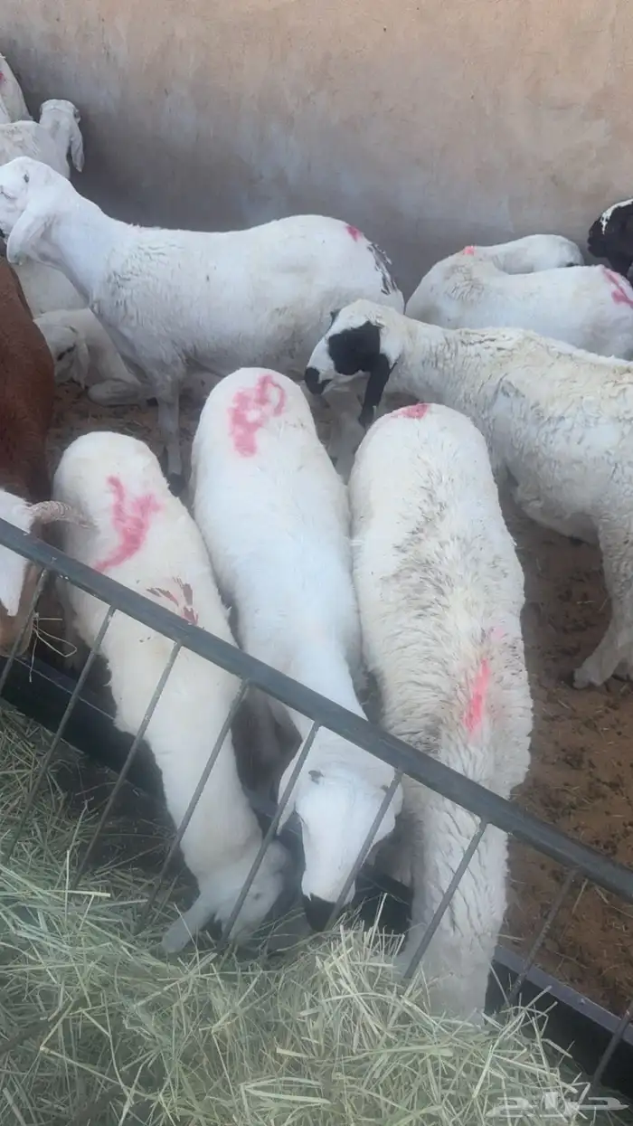 غنم سواكن مرابي اكثر من شهرين 3