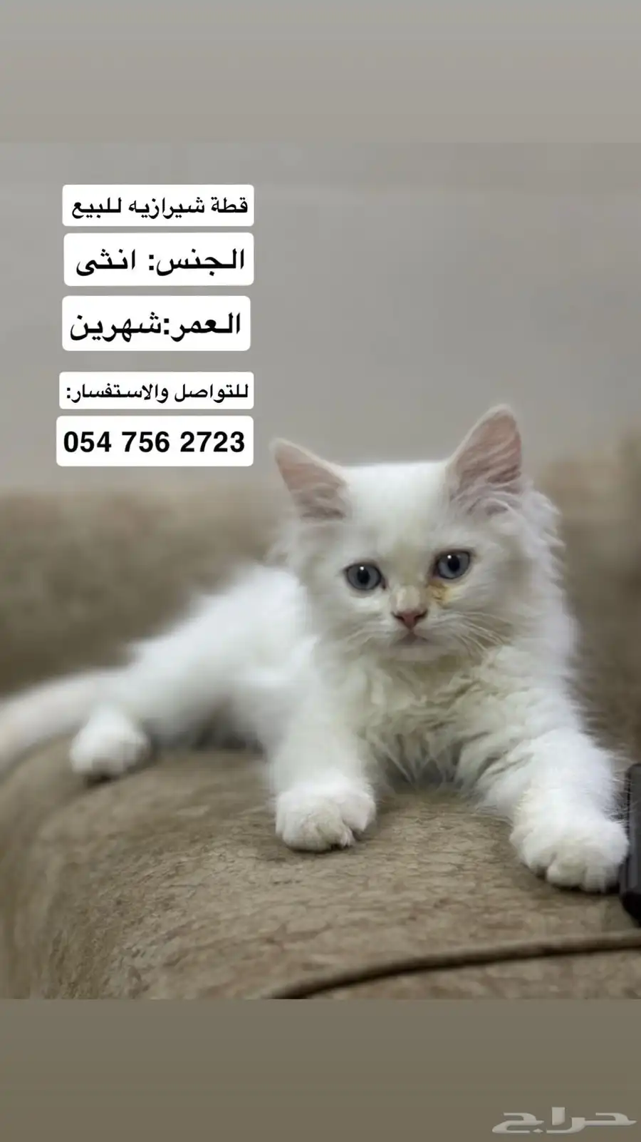 قط للبيع التواصل واتس علا الرقم الي فالصوره 0
