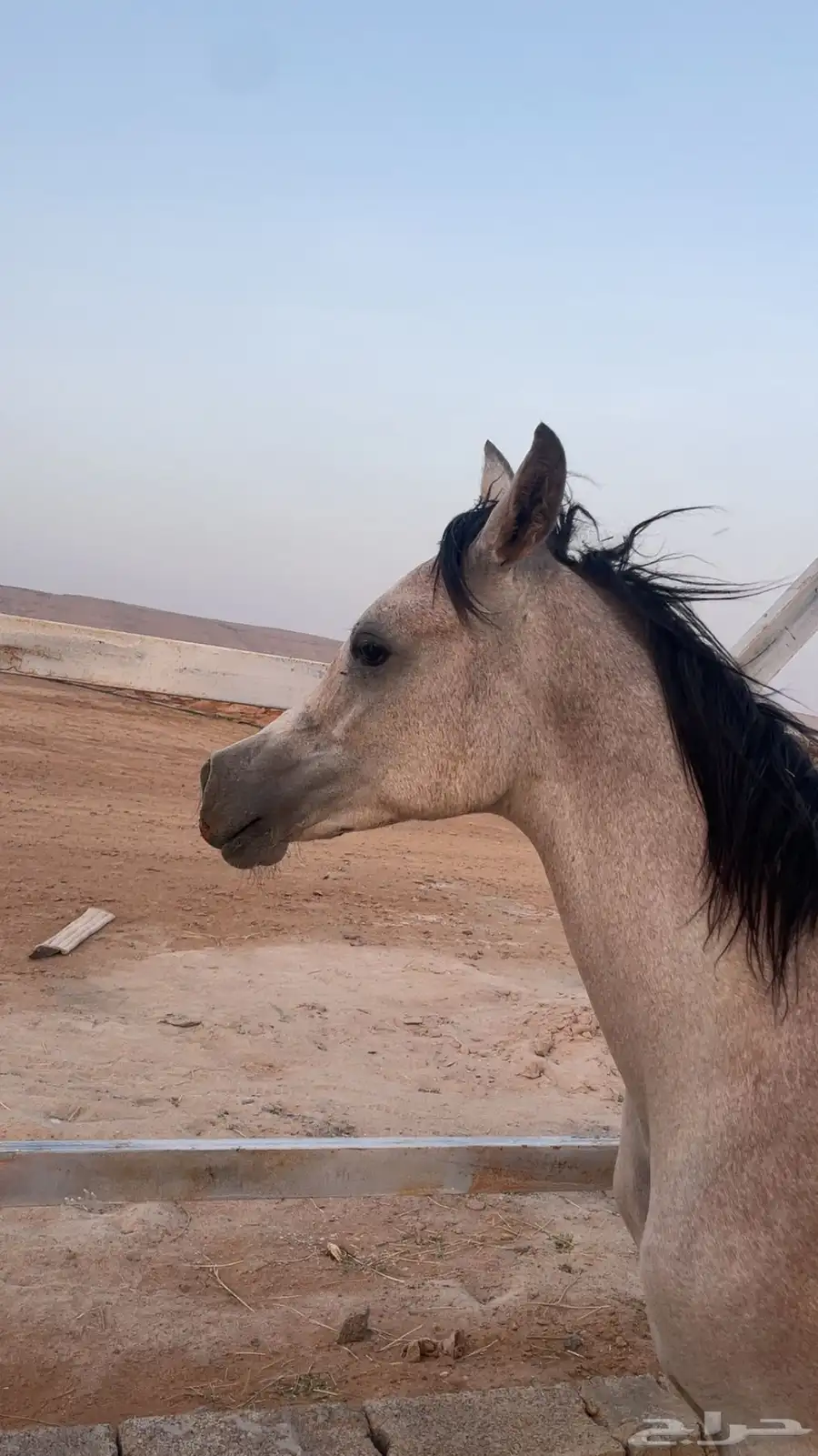 مهر واهو للييع مستعجل 3