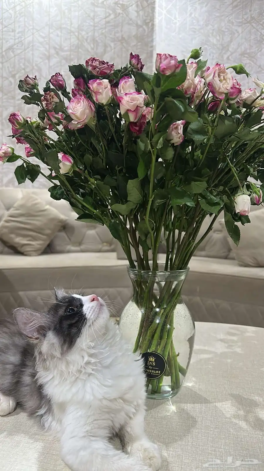 قطط 1