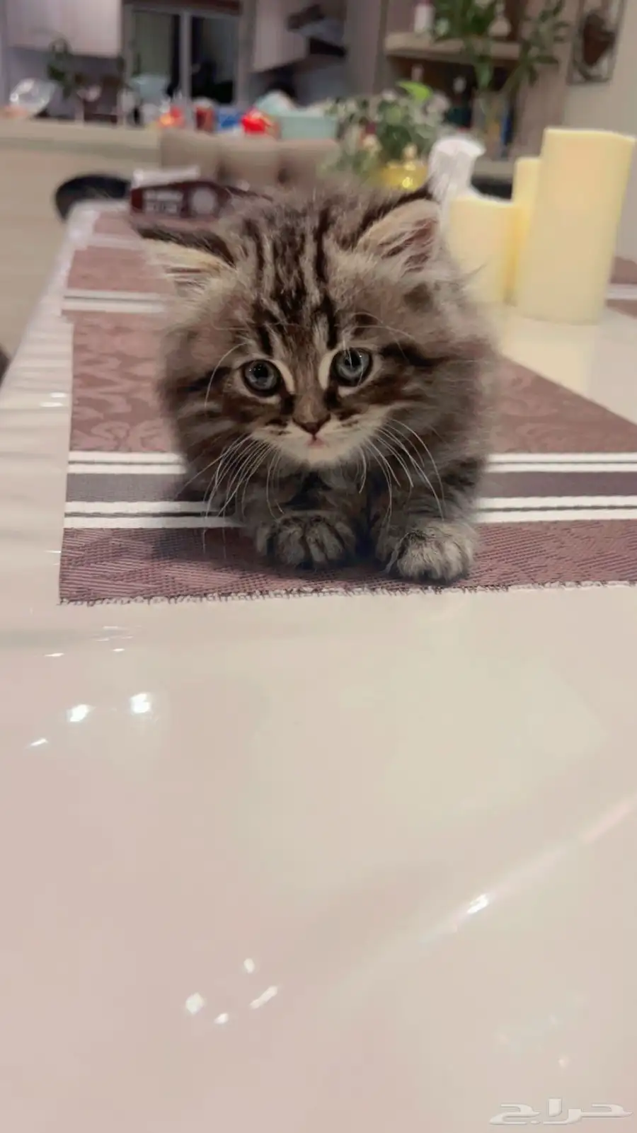 قط شيرازي هملايا 2