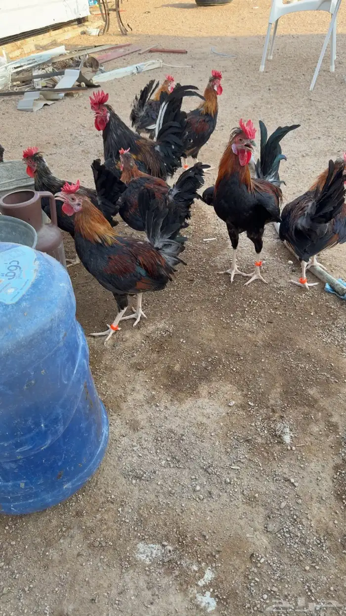 ديوك ترثه عرفين من محاصير الورد 10