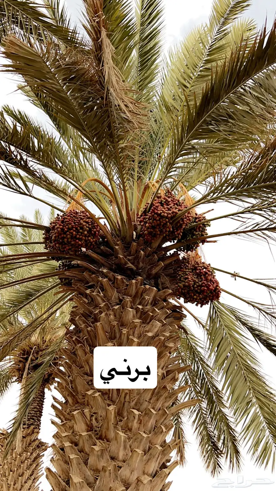 للبيع ثمار نخل في السليل التابع لوادي بن هشبل 8