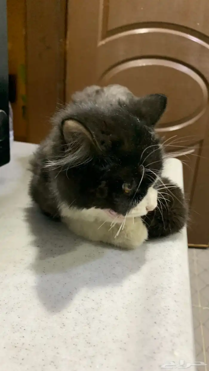 كتن صغيره للتبني-واضح انها حقت بيت ونظيفة جدا 0