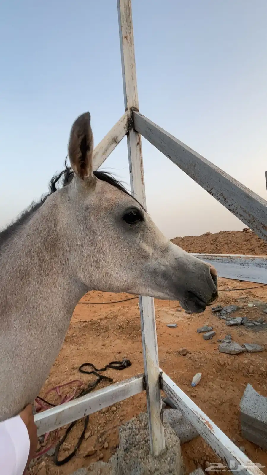 مهر واهو للييع مستعجل 4