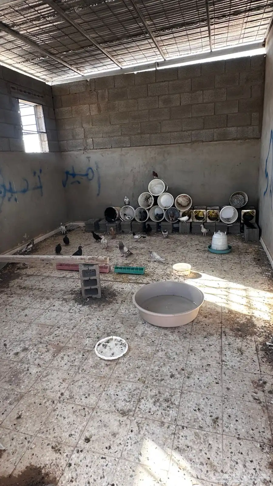 حمام للبييع يوجد انواع 40 حمامه ومعهم علبة الماء وشوال اكل 0