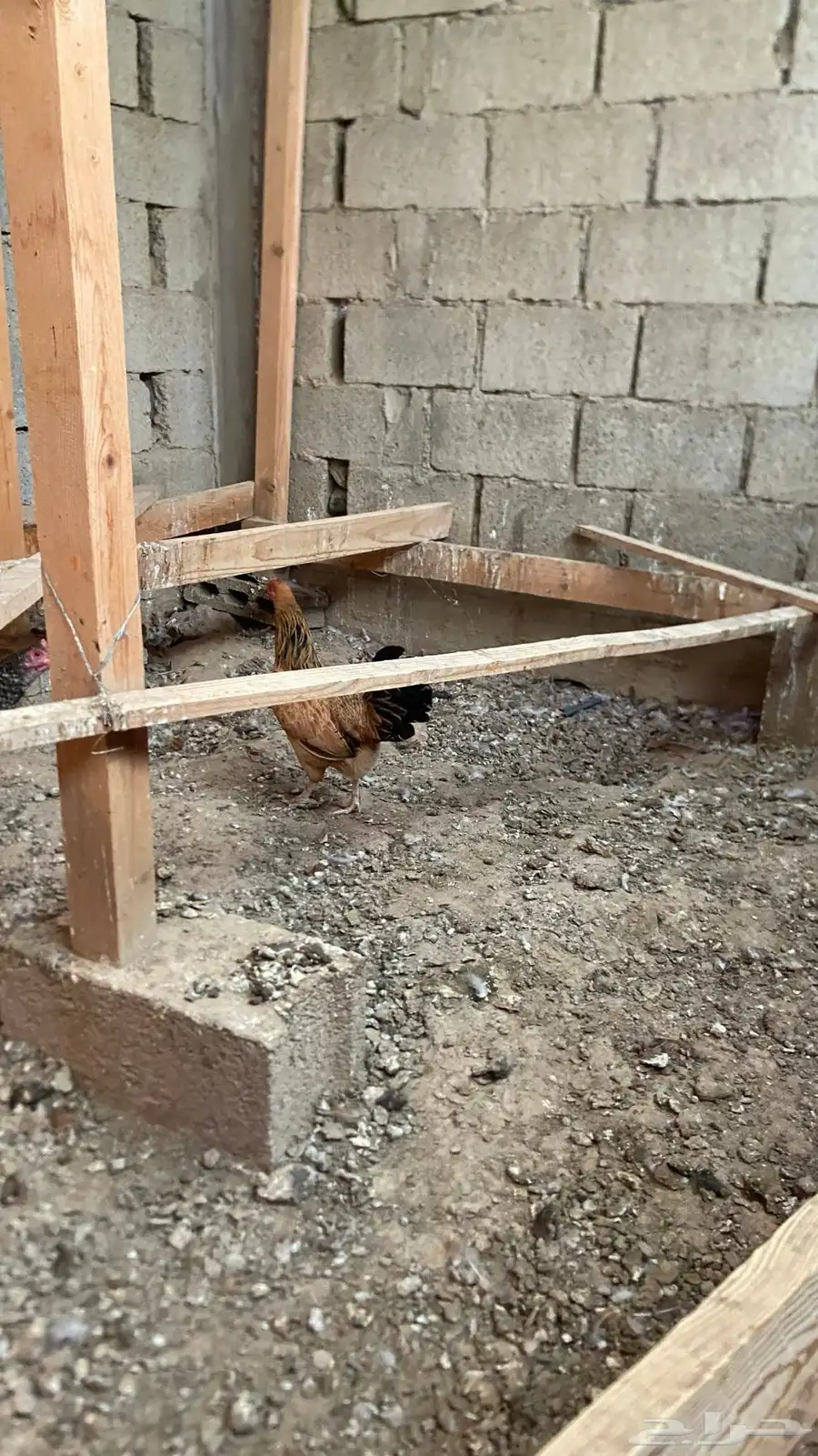 دجاج بلدي مزرعه 2
