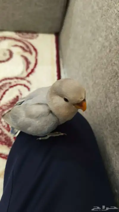 فروخ روز هدد وفيه مقاطع لها وهي تكسر الحب وتقبل غر تم البيع 2