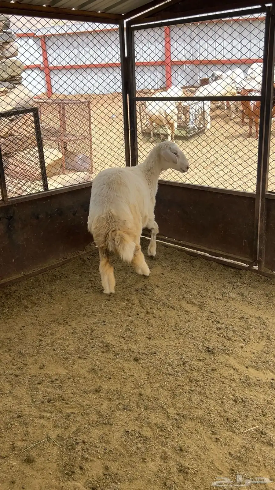 للبيع رخل فل شحم ولحم 2
