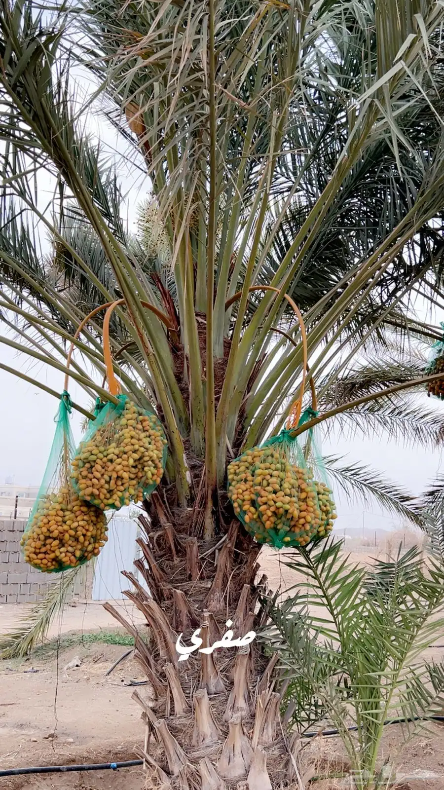 للبيع ثمار نخل في السليل التابع لوادي بن هشبل 5