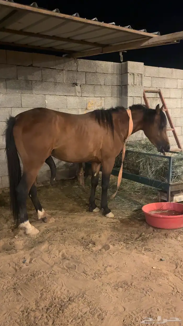 حصان وعربة خيل 0