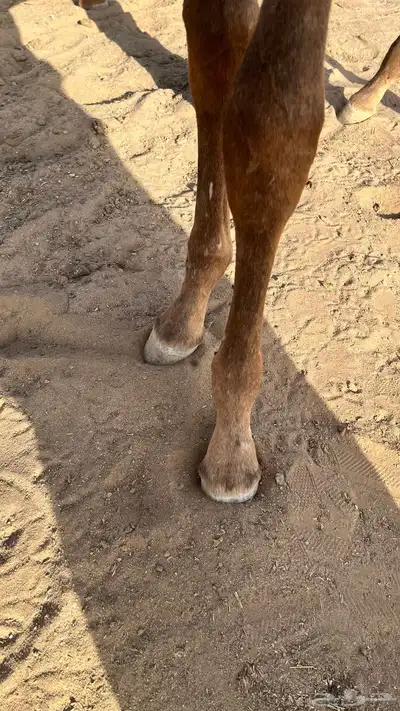 مهر شعبي كفو 2