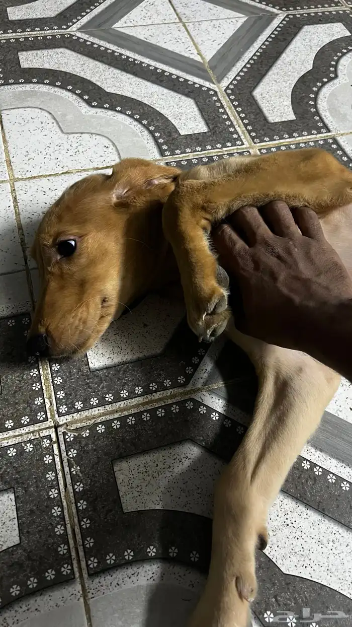 كلب قولدن اليف 1