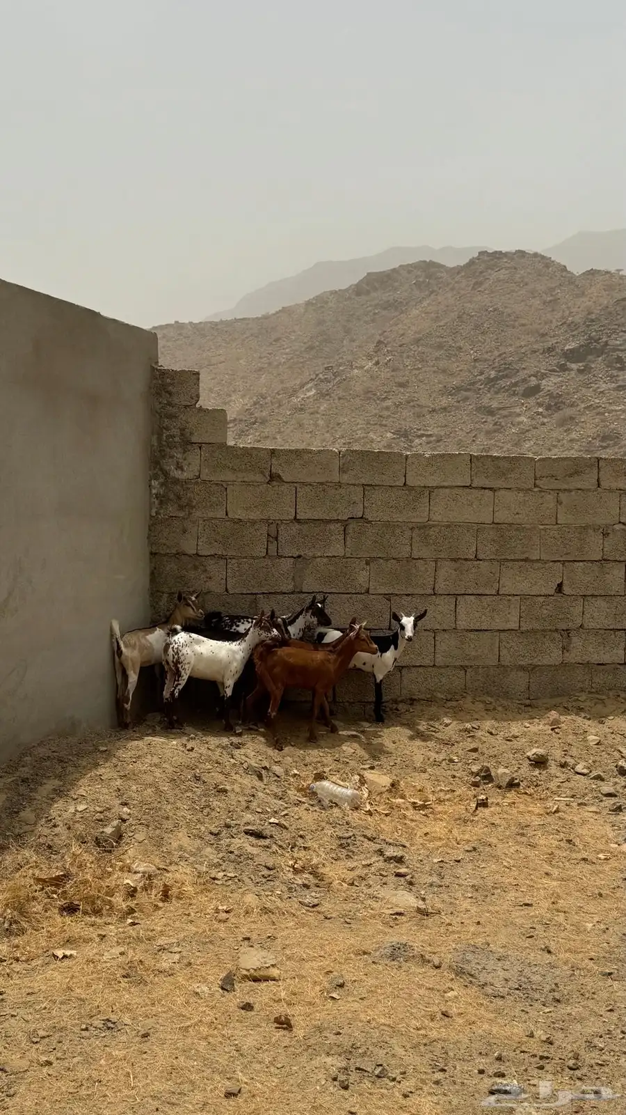 بهم للبيع 0