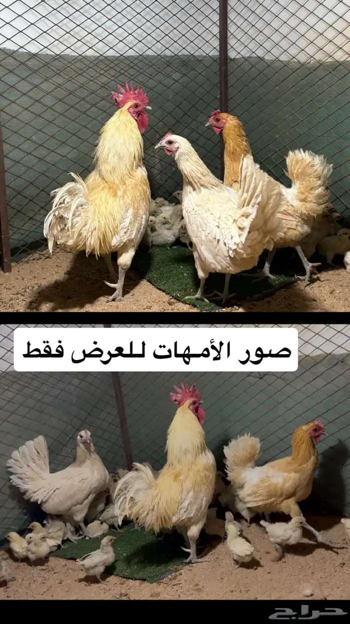 فروخ قولد واورنج 7