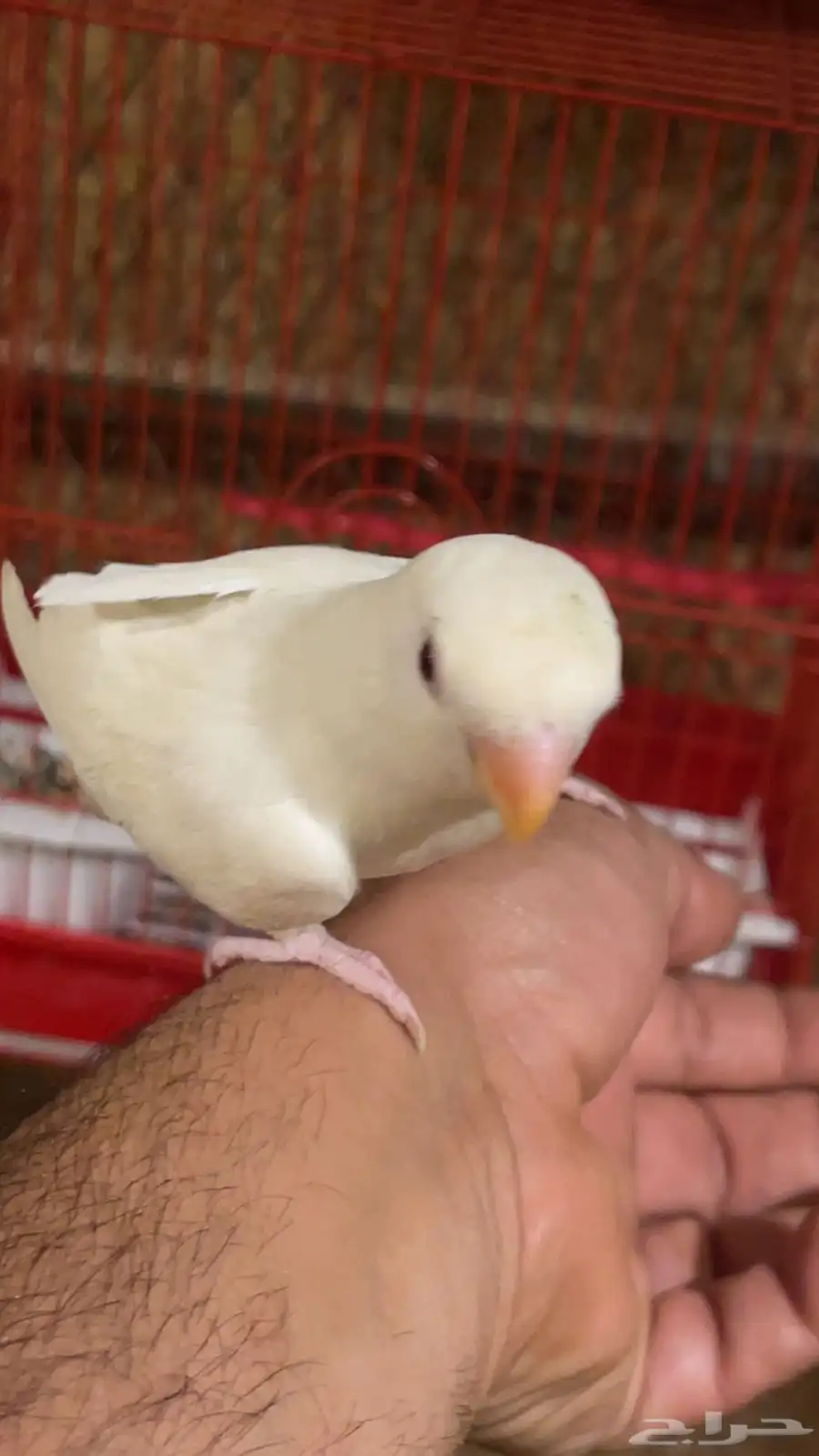 روز اليف 1