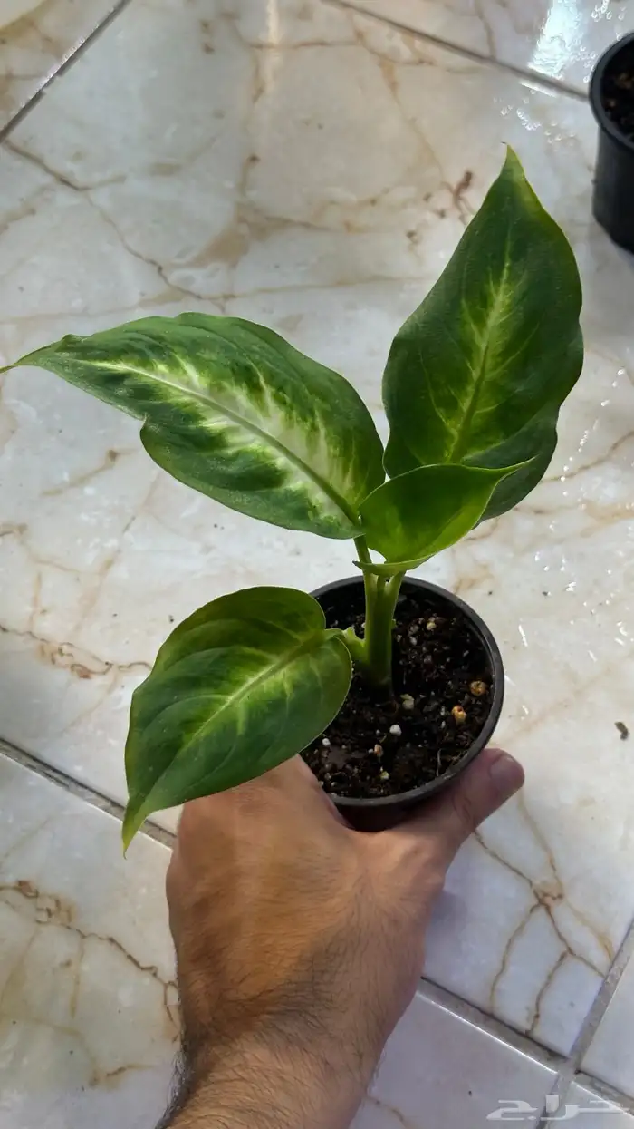 بكج نباتات داخلي سهلة العنايه 3