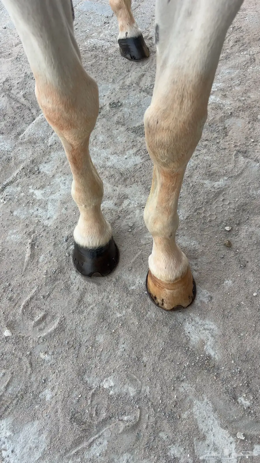 حصان شعبي فاخر 3