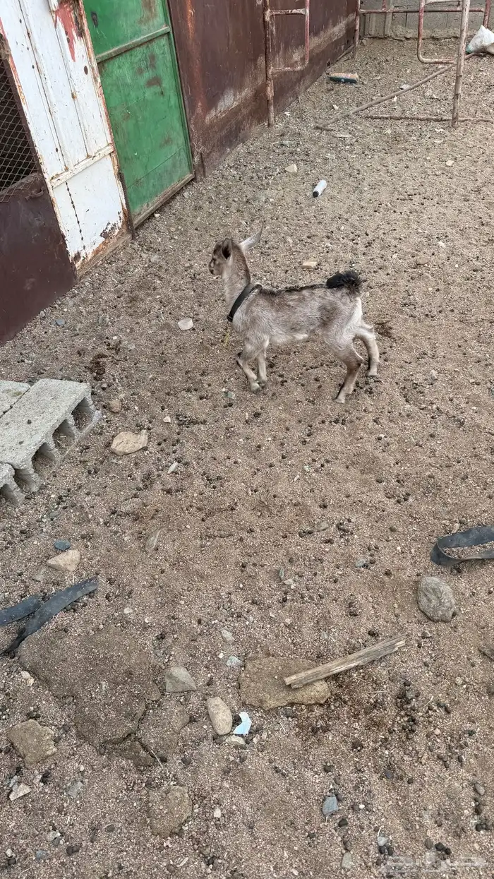 فحول تيوس هجين وعل لون الصحراوي 2
