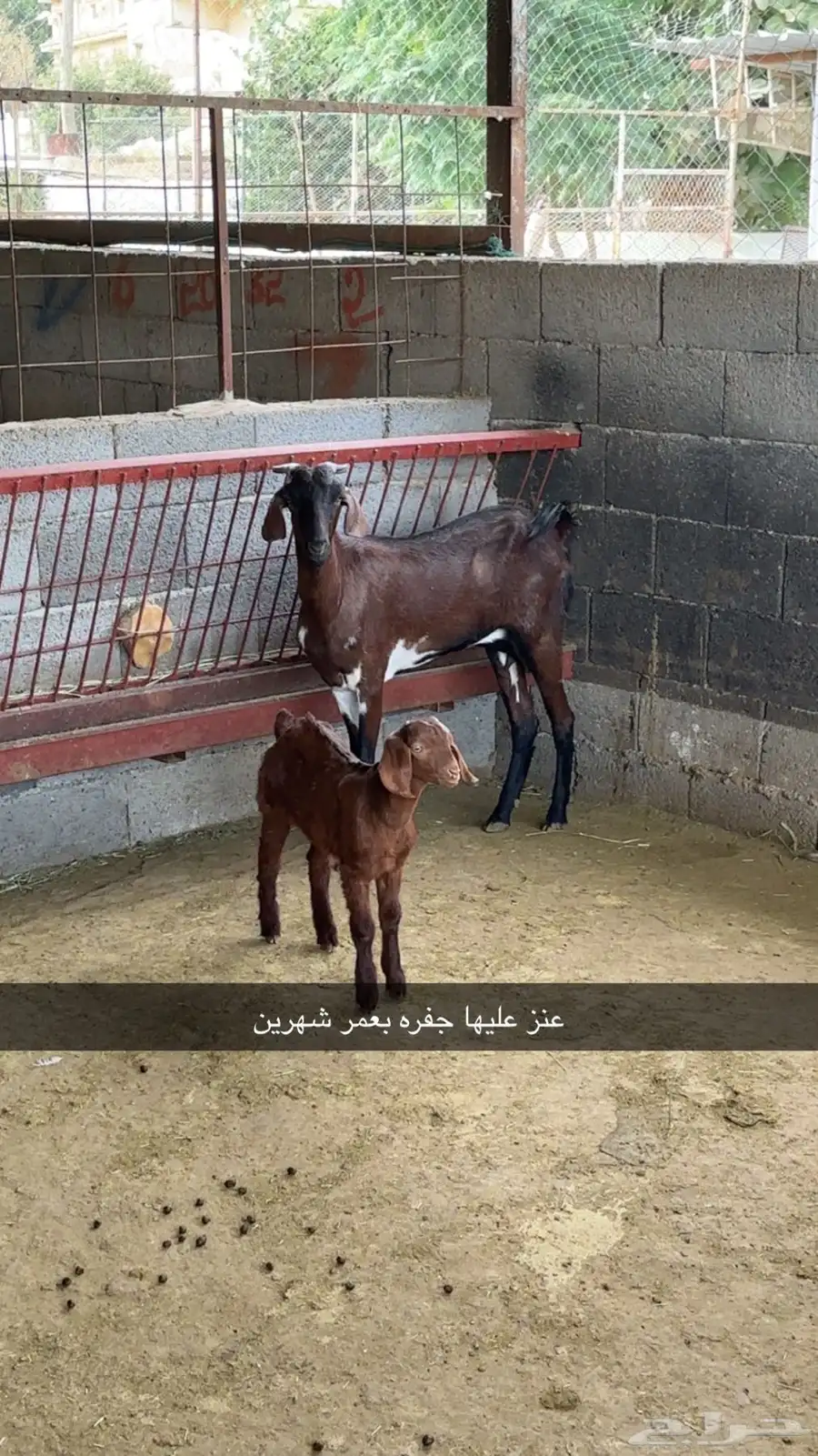 ماعز مطور 6