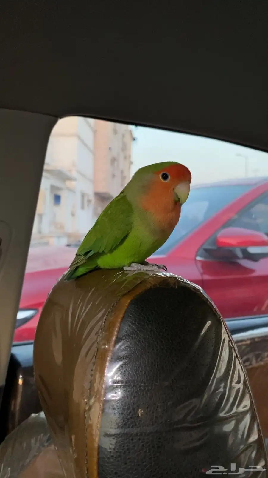 للبيع ذكر روز اليف بدون قفص 0
