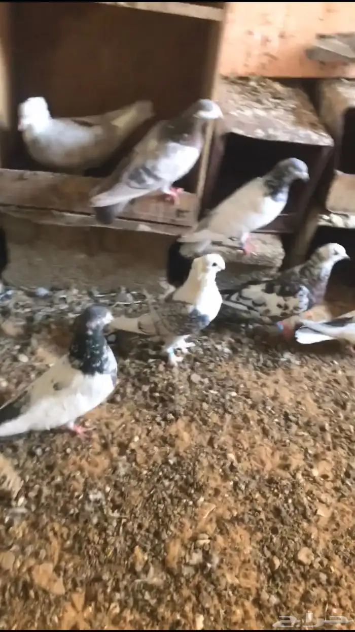 حمام للبيع 2