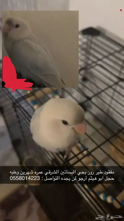 مفقود روز 0