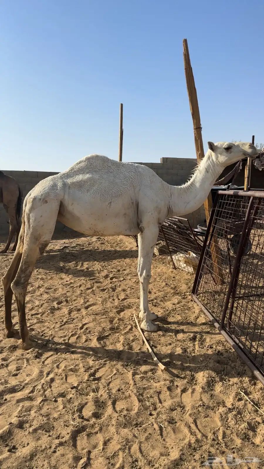 قعود اصفر لقي وبكره حقه 1