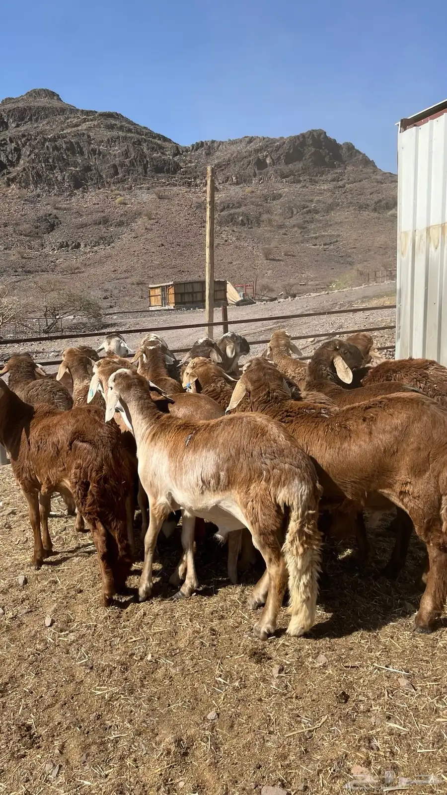 طليان سواكن حمري فواخر نرابى جادعان 0