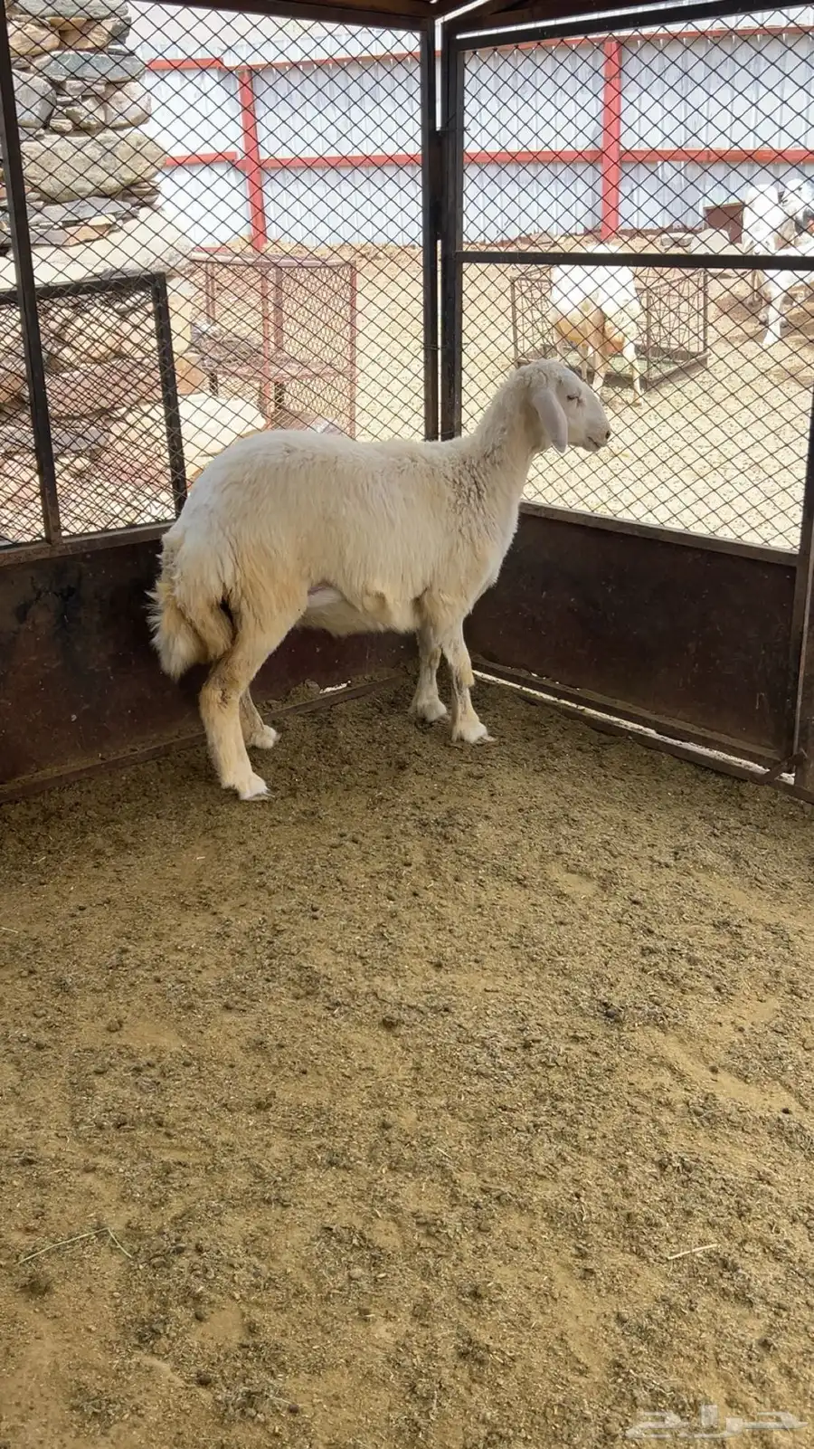 للبيع رخل فل شحم ولحم 3