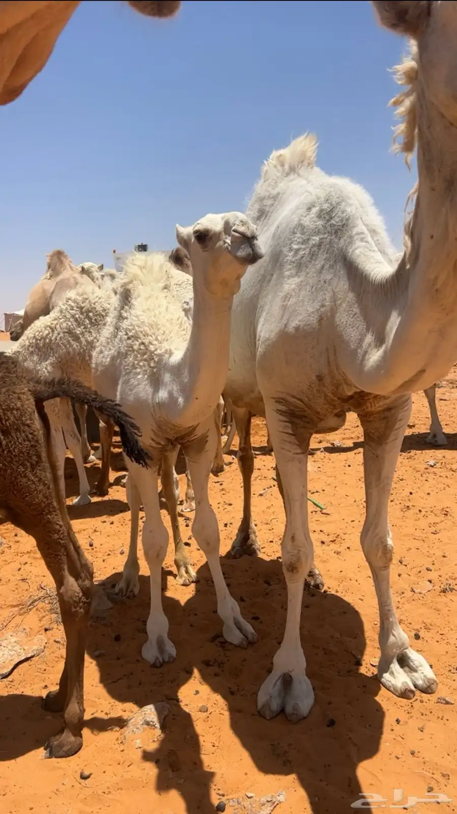 قعود 3