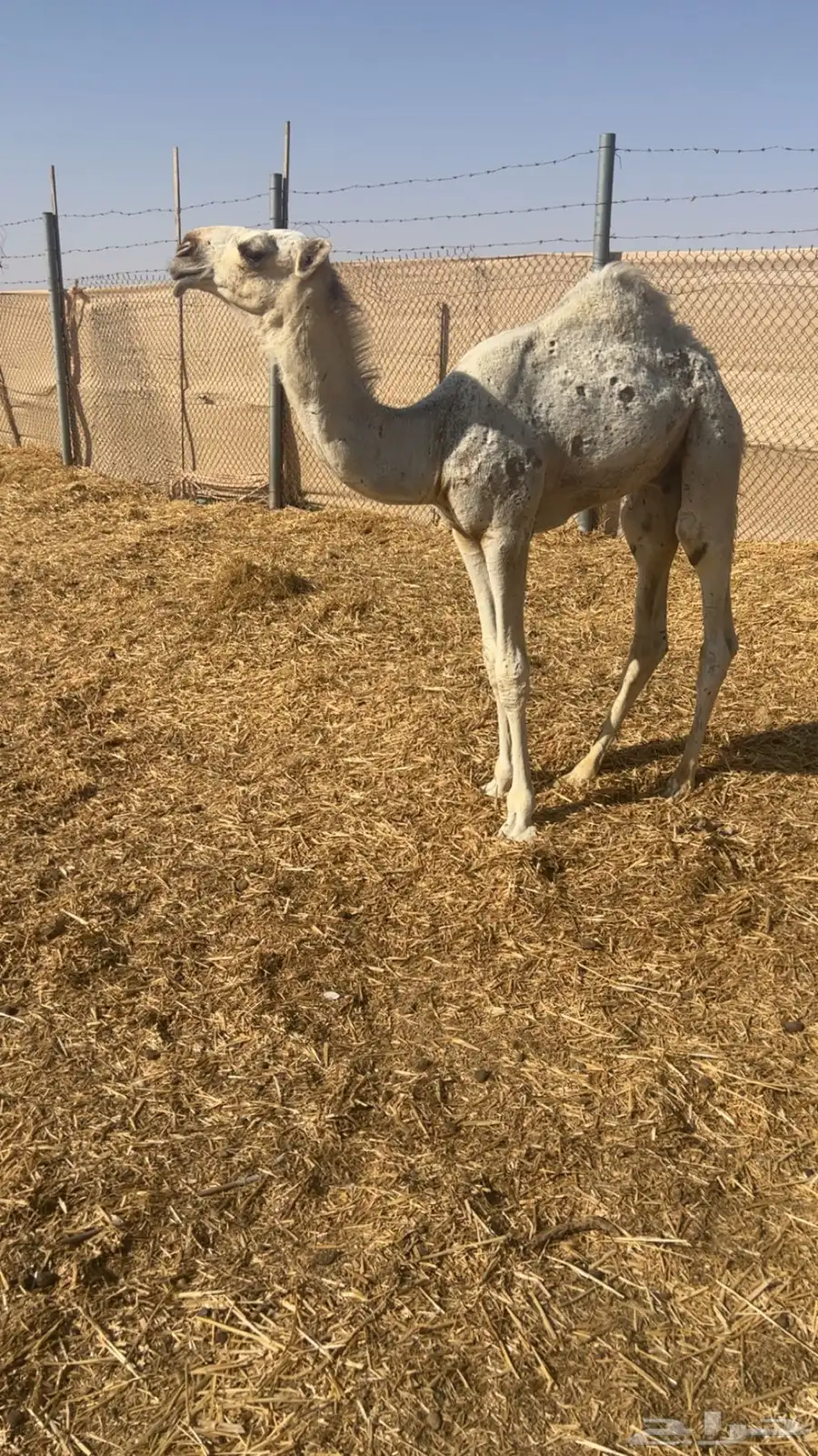 قعود عوني كفوو 1