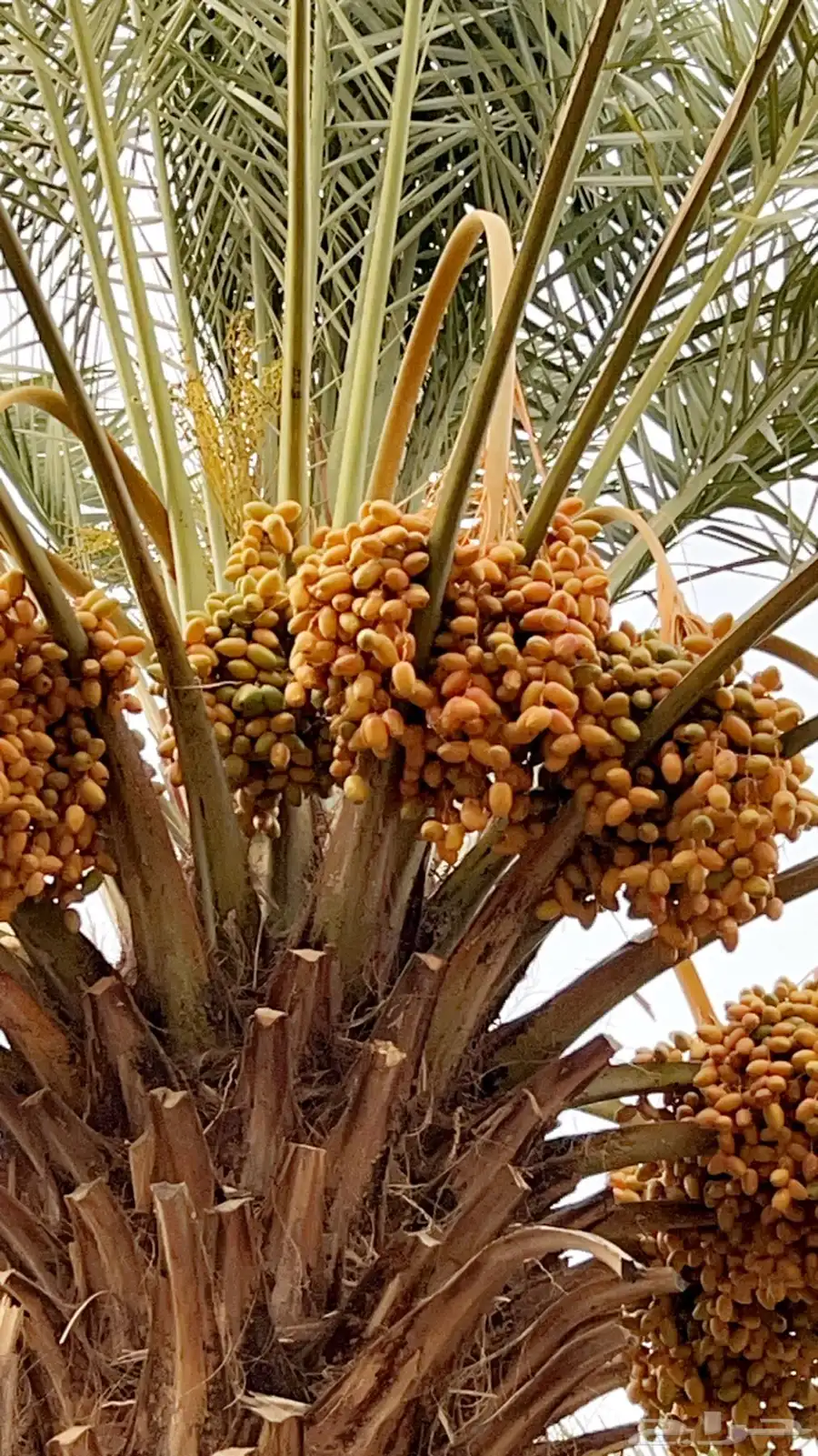 للبيع ثمار نخل في السليل التابع لوادي بن هشبل 11