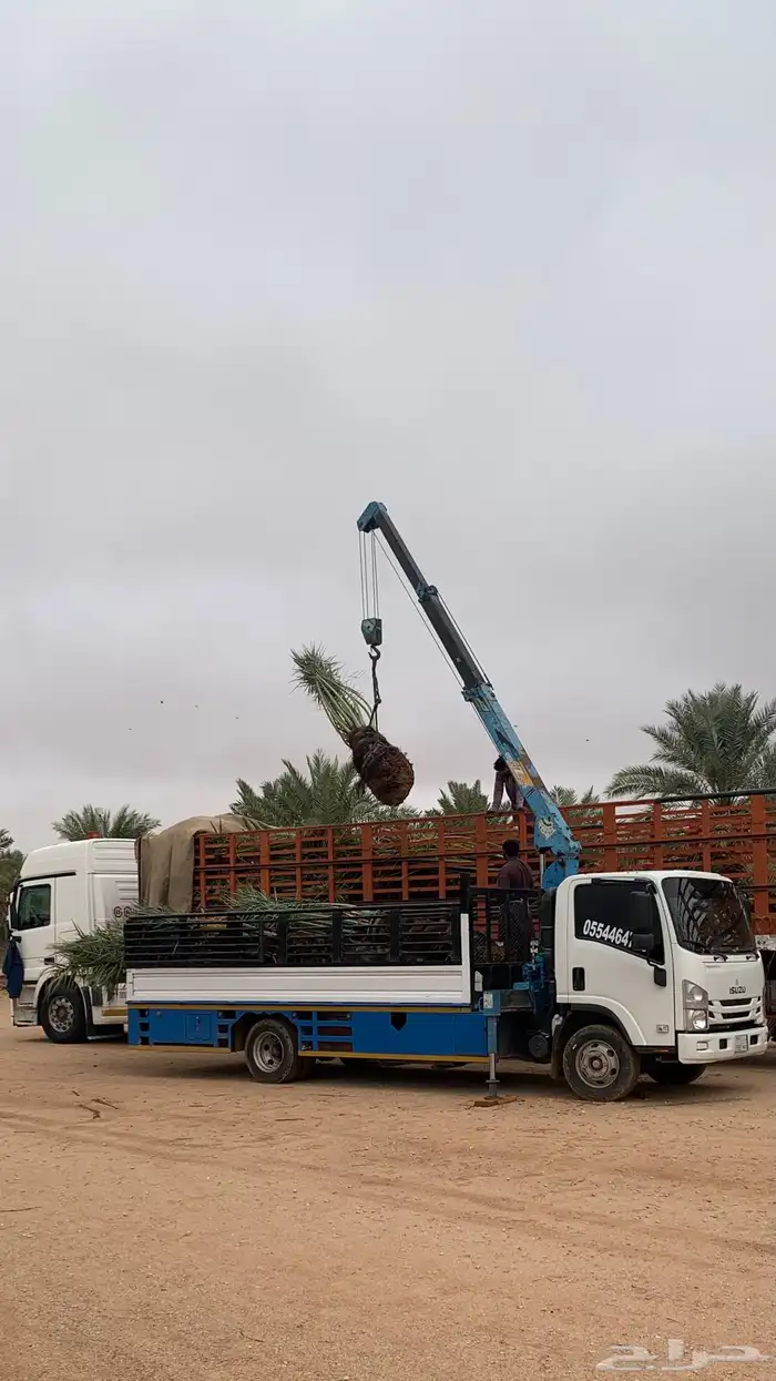 دينا ونش من الجنوب الى الوسطا 1