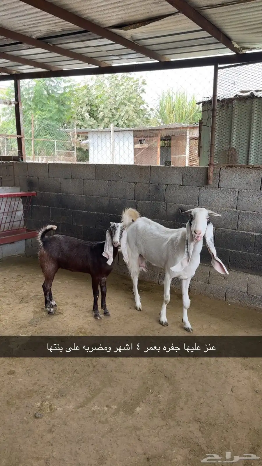 ماعز مطور 7