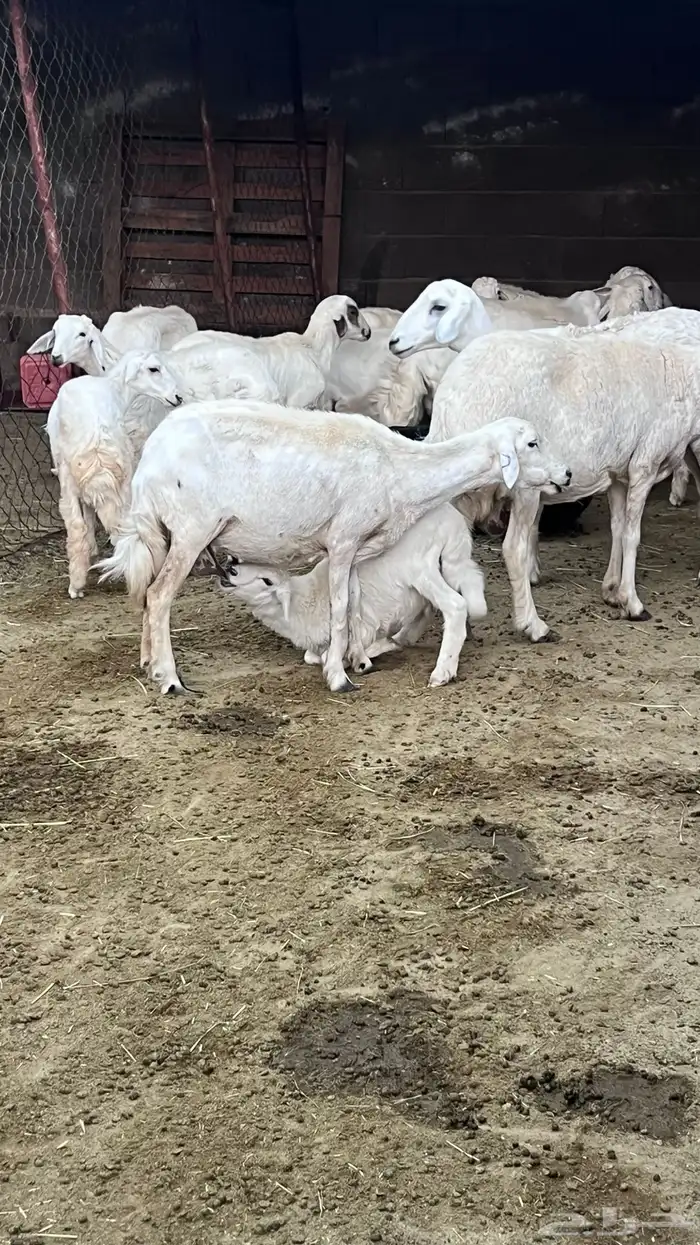شاه والد عليها رخل مشروطه 0