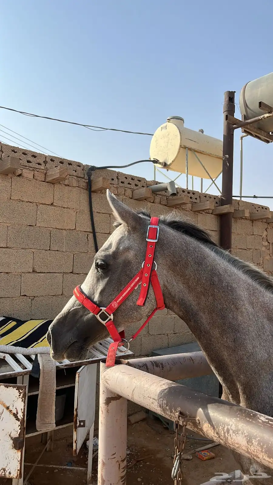 حصان 2