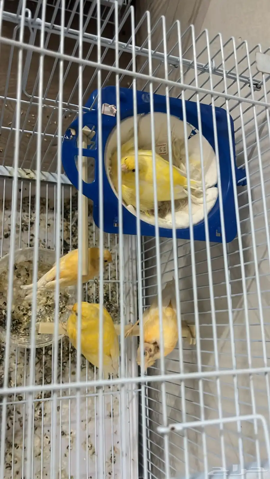 طائر كناري 0