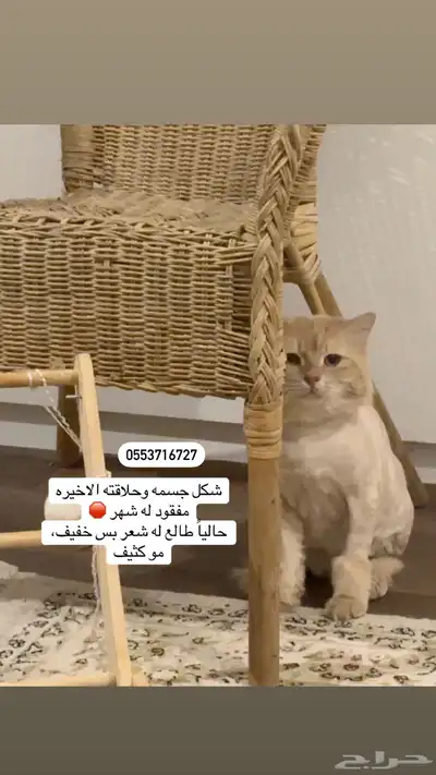 قط مفقود حائل 1